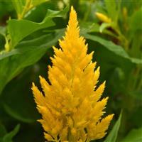 Sunday™ Gold Celosia Bloom