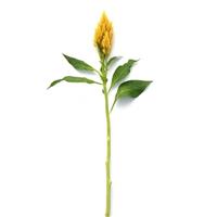 Sunday™ Gold Celosia Single Stem, White Background