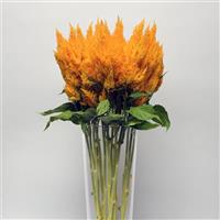Sunday™ Gold Celosia Mono Vase, White Background
