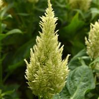 Sunday™ Green Celosia Bloom