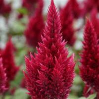 Sunday™ Wine Red Celosia Bloom