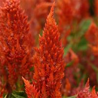 Sunday™ Bright Orange Celosia Bloom