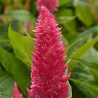Sunday™ Bright Pink Celosia Bloom