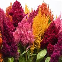 Sunday™ Mixture Celosia Bloom