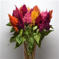 Sunday™ Mixture Celosia Container