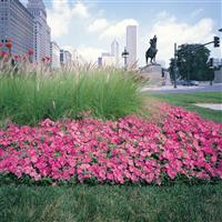 Easy Wave® Pink Spreading Petunia Commercial Landscape 2