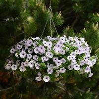 Easy Wave® Silver Spreading Petunia Basket