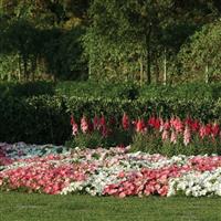 Easy Wave® Rosy Dawn Spreading Petunia Commercial Landscape 3