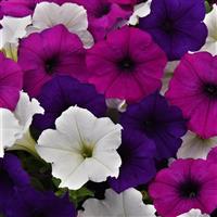Easy Wave® Great Lakes Mixture Spreading Petunia Bloom