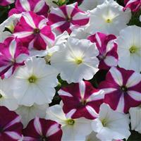 Easy Wave® Starfish Mixture Spreading Petunia Bloom