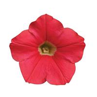 Shock Wave® Coral Crush Spreading Petunia Bloom