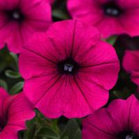 Shock Wave® Deep Purple Improved Spreading Petunia Bloom