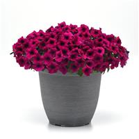 Shock Wave® Deep Purple Improved Spreading Petunia Container