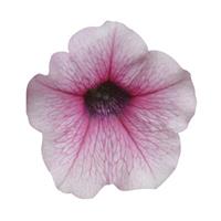 Shock Wave® Pink Vein Spreading Petunia Bloom