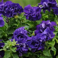 Double Cascade Blue Double Petunia Bloom
