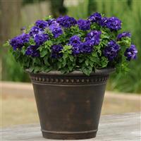 Double Cascade Blue Double Petunia Container