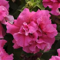 Double Cascade Pink Double Petunia Bloom