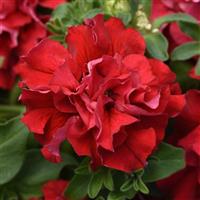 Double Cascade Valentine Double Petunia Bloom