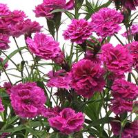 Dynasty Orchid Dianthus Bloom