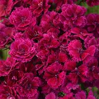 Dynasty Purple Dianthus Bloom