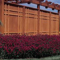Dynasty Purple Dianthus Landscape