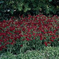 Dynasty Red Dianthus Landscape