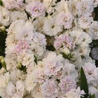 Dynasty White Blush Dianthus Bloom