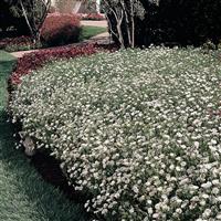 Dynasty White Blush Dianthus Commercial Landscape 1