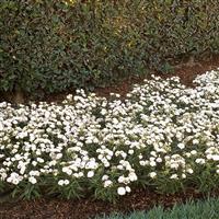 Dynasty White Blush Dianthus Landscape