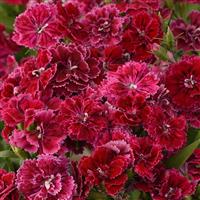 Dynasty Rose Lace Dianthus Bloom