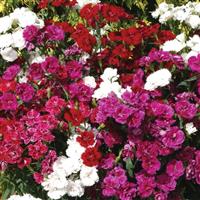 Dynasty Mixture Dianthus Bloom