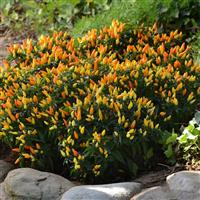 Sedona Sun Ornamental Pepper Landscape