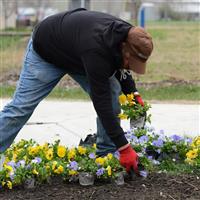 Cool Wave® Blue Skies Spreading Pansy Landscape