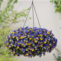 Cool Wave® Morpho Spreading Pansy Basket