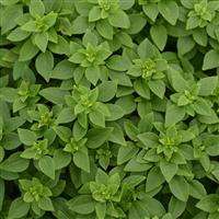 Bonsai Basil Bloom