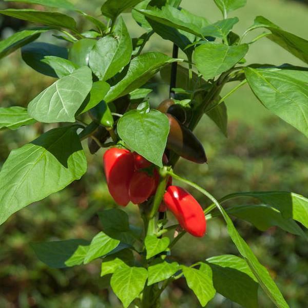 Edible Potted Pepper Fresh Bites Red Bloom