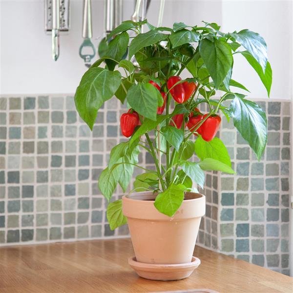 Edible Potted Pepper Fresh Bites Red Container