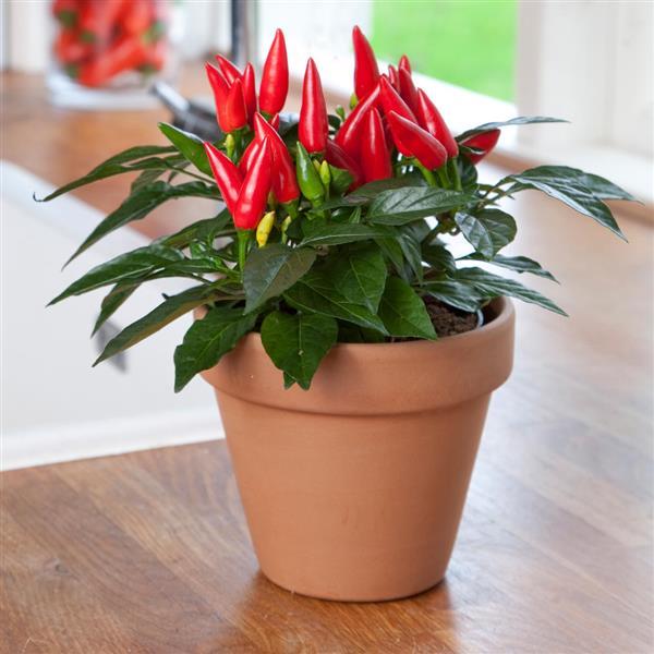 Edible Potted Pepper Taquito Bloom