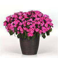 Solarscape® XL Pink Jewel Interspecific Impatiens Container