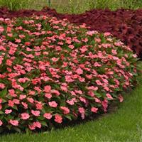 Solarscape® XL Salmon Glow Interspecific Impatiens Commercial Landscape 1