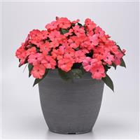 Solarscape® XL Salmon Glow Interspecific Impatiens Container