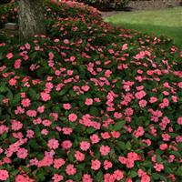 Solarscape® XL Salmon Glow Interspecific Impatiens Landscape