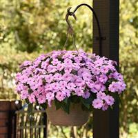 Solarscape® XL Lilac Spark Interspecific Impatiens Basket