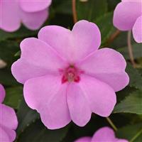 Solarscape® XL Lilac Spark Interspecific Impatiens Bloom