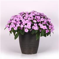 Solarscape® XL Lilac Spark Interspecific Impatiens Container
