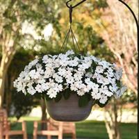 Solarscape® White Pearl Interspecific Impatiens Basket