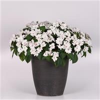 Solarscape® White Pearl Interspecific Impatiens Container