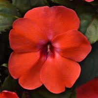 Solarscape® Orange Burst Interspecific Impatiens Bloom