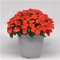 Solarscape® Orange Burst Interspecific Impatiens Container