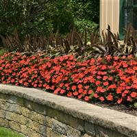 Solarscape® Orange Burst Interspecific Impatiens Landscape